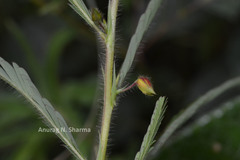 Chamaecrista auricoma